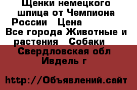 Щенки немецкого шпица от Чемпиона России › Цена ­ 50 000 - Все города Животные и растения » Собаки   . Свердловская обл.,Ивдель г.